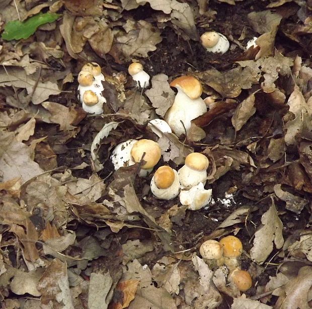 hríb dubový Boletus reticulatus Schaeff.