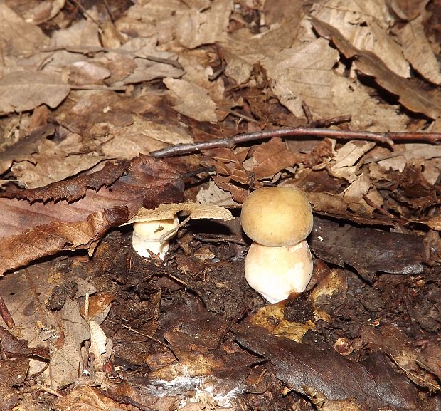 hríb dubový Boletus reticulatus Schaeff.