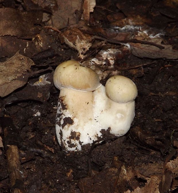 hríb dubový Boletus reticulatus Schaeff.