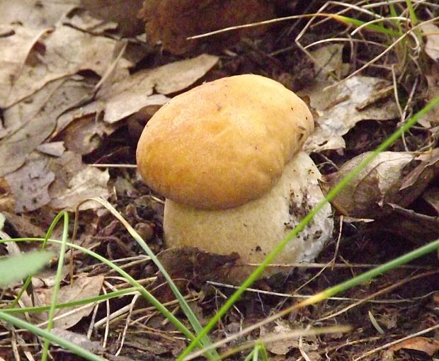 hríb dubový Boletus reticulatus Schaeff.