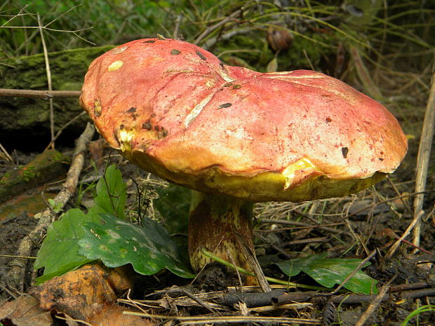 hríb kráľovský Butyriboletus regius (Krombh.) D. Arora & J.L. Frank