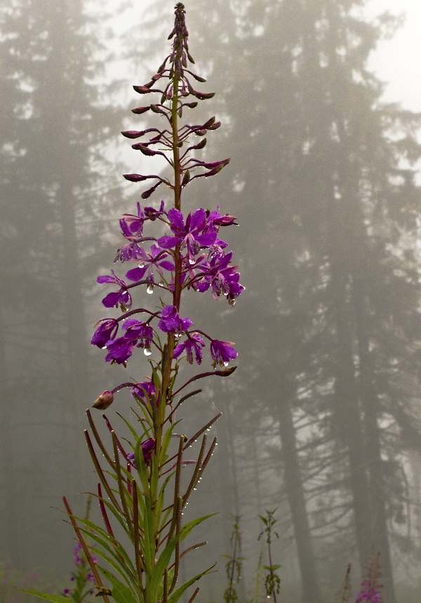 kyprina úzkolistá Chamerion angustifolium (L.) Holub