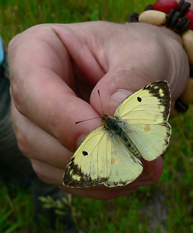 žltáčik podkovkový Colias alfacariensis Ribbe, 1905