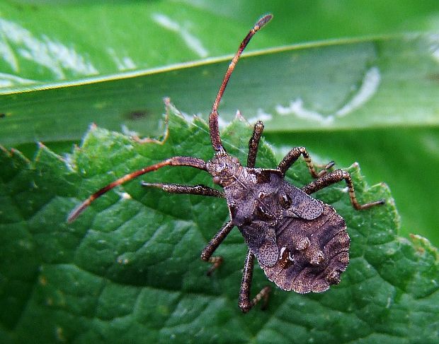 obrúbnica štiavová - nymfa  Coreus marginatus