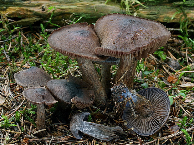 pavučinovec Cortinarius sp.