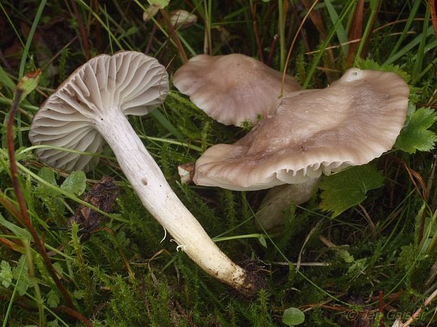 lúčnica žltkastohlúbiková Cuphophyllus flavipes  (Britzelm.) Bon