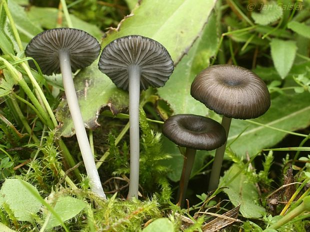 hodvábnica pílkatá Entoloma serrulatum? (Fr.) Hesler