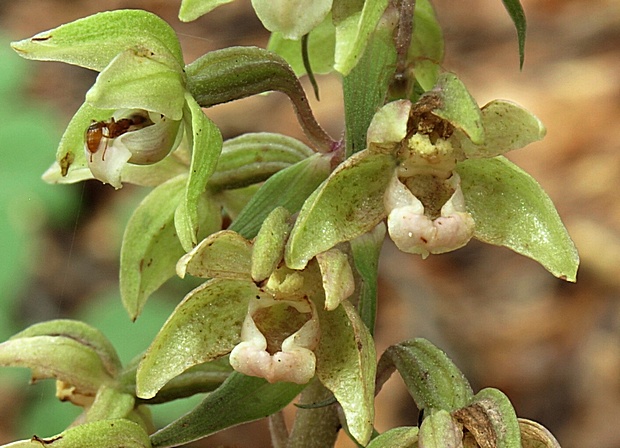 kruštík širokolistý pravý Epipactis helleborine subsp. helleborine (L.) Crantz