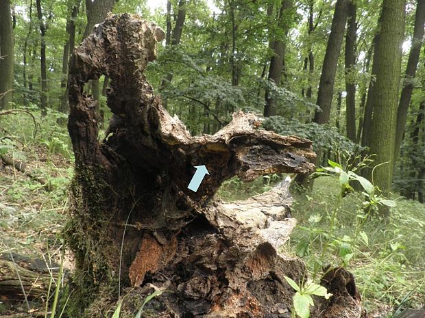 pečeňovec dubový - biotop Fistulina hepatica (Schaeff.)ex.Fr.