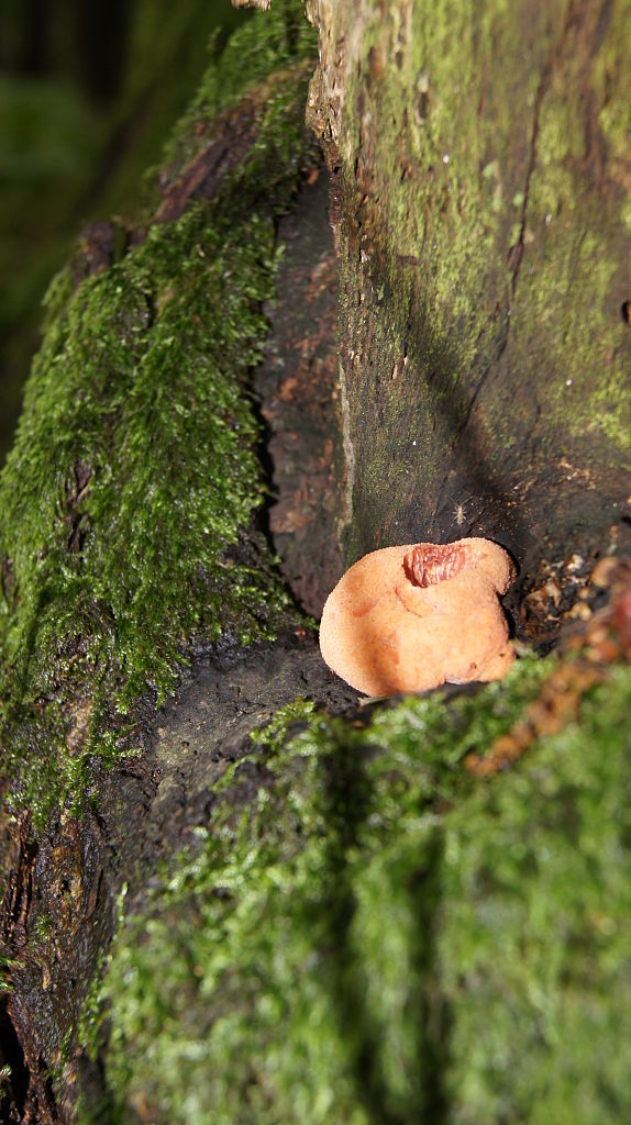 pečeňovec dubový Fistulina hepatica (Schaeff.) With.