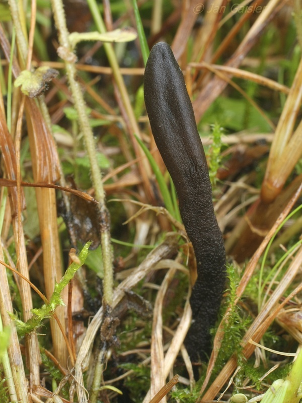 jazýček premenlivý Geoglossum umbratile Sacc.