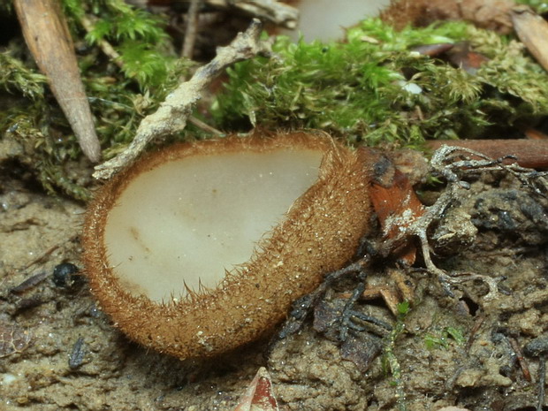 humária polguľovitá Humaria hemisphaerica (F.H. Wigg.) Fuckel