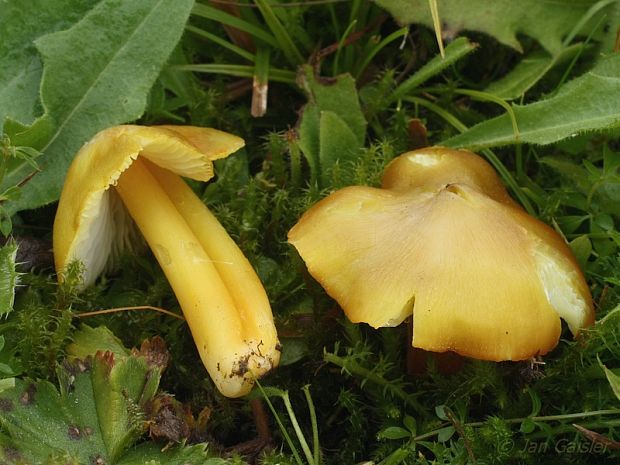 lúčnica sírovožltá Hygrocybe citrinovirens (J.E. Lange) Jul. Schäff.