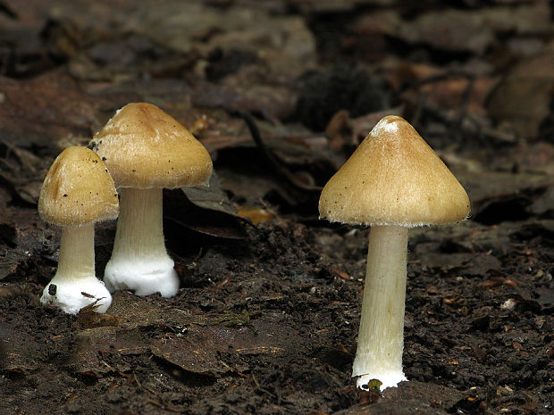 vláknica Inocybe sp.?