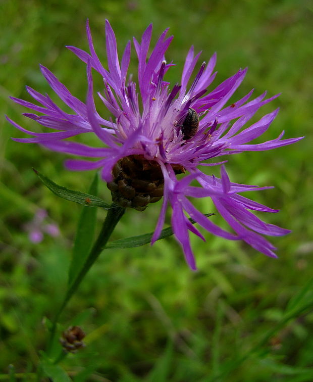 nevädzovec lúčny Jacea pratensis Lam.