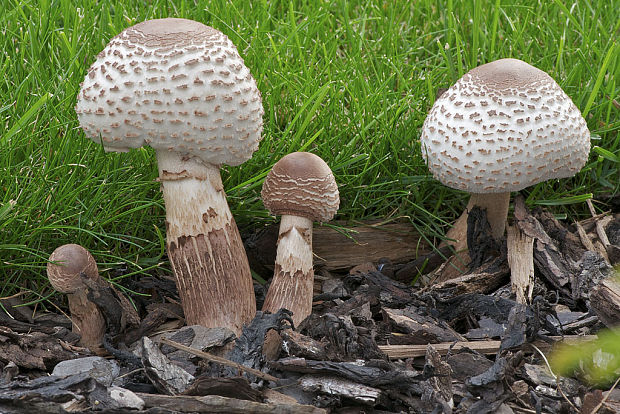 bedľovec Bresadolov Leucoagaricus americanus (Peck) Vellinga