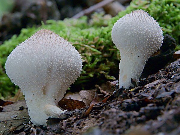 prášnica bradavičnatá Lycoperdon perlatum Pers.