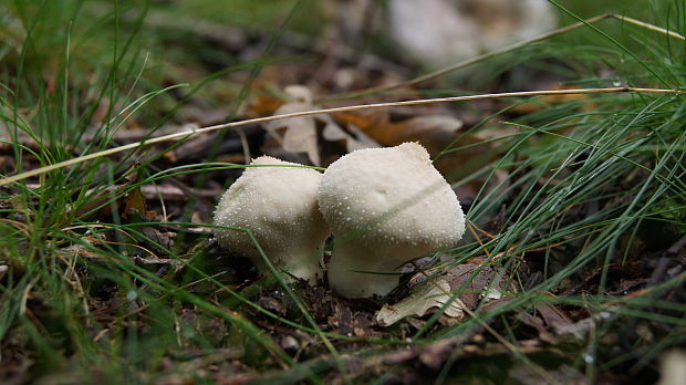 prášnica bradavičnatá Lycoperdon perlatum Pers.