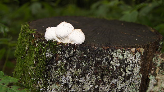 prášnica bradavičnatá Lycoperdon perlatum Pers.