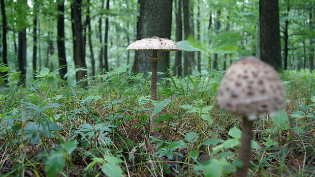 bedľa vysoká Macrolepiota procera (Scop.) Singer