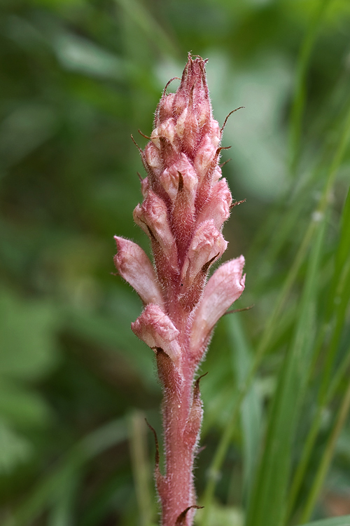 záraza kochova Orobanche kochii F. W. Schultz