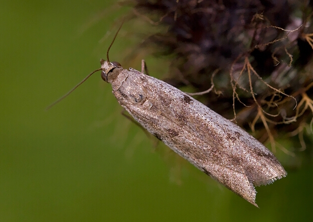 vijačka Phycitodes maritima