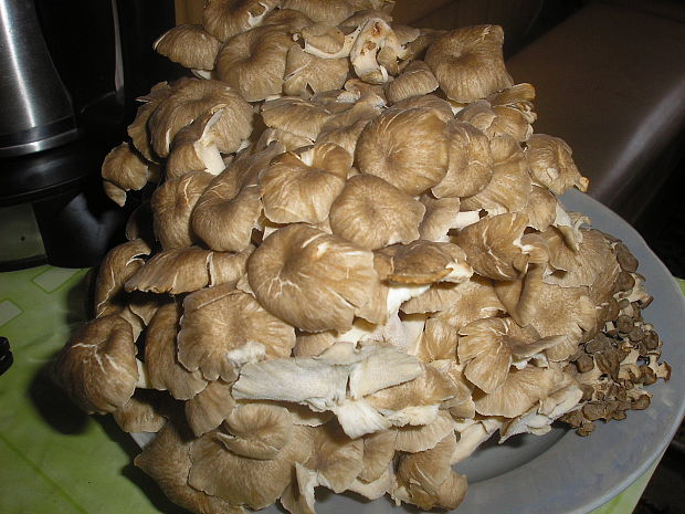 trúdnik klobúčkatý Polyporus umbellatus (Pers.) Fr.