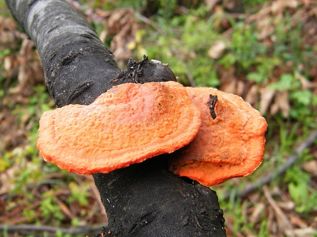 červenica rumelková Pycnoporus cinnabarinus (Jacq.) P. Karst.