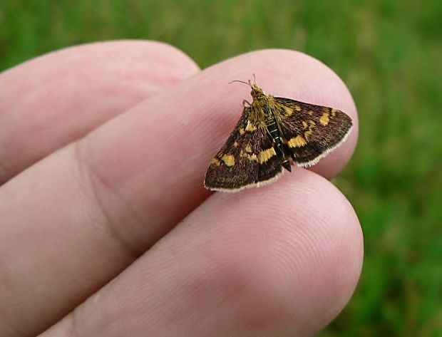 vijačka purpurová Pyrausta purpuralis L., 1758