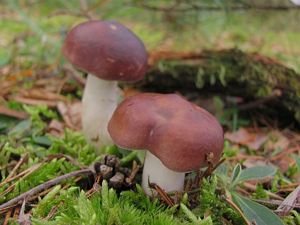 plávka horká Russula caerulea Fr.