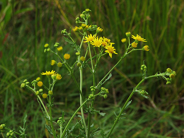 starček jakubov ? Senecio jacobaea L.