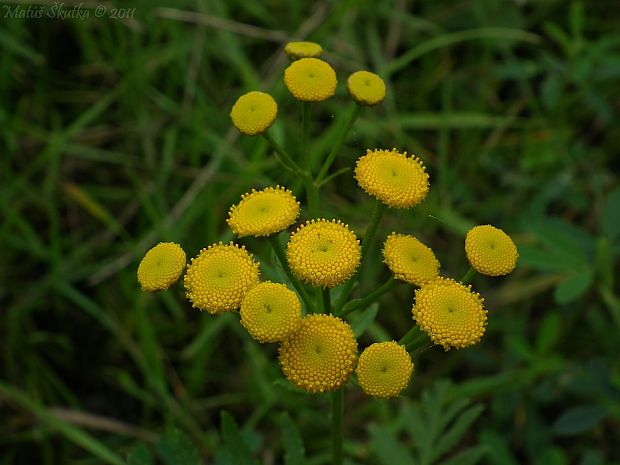 vratič obyčajný Tanacetum vulgare L.