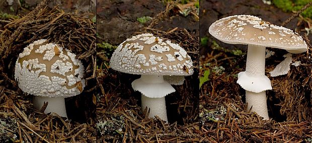 muchotrávka hrubá Amanita excelsa (Fr.) Bertill.