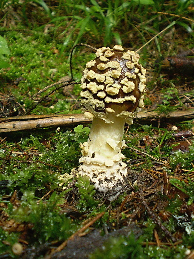 muchotrávka kráľovská Amanita regalis (Fr.) Michael