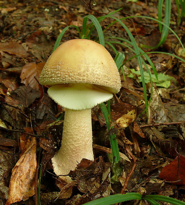 muchotrávka červenkastá Amanita rubescens Pers.