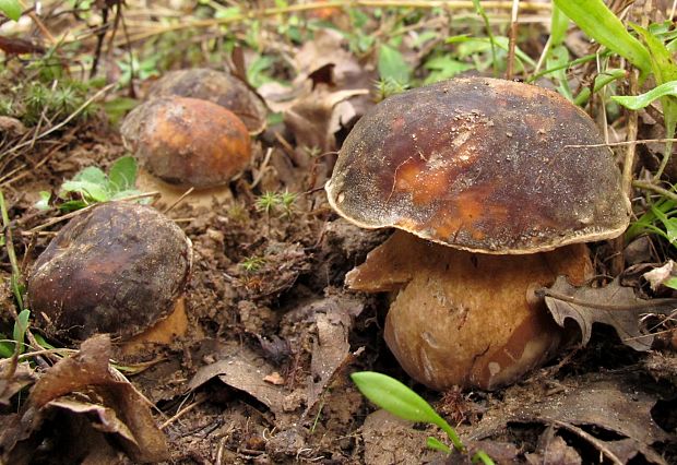 hríb bronzový Boletus aereus Bull. ex Fr.