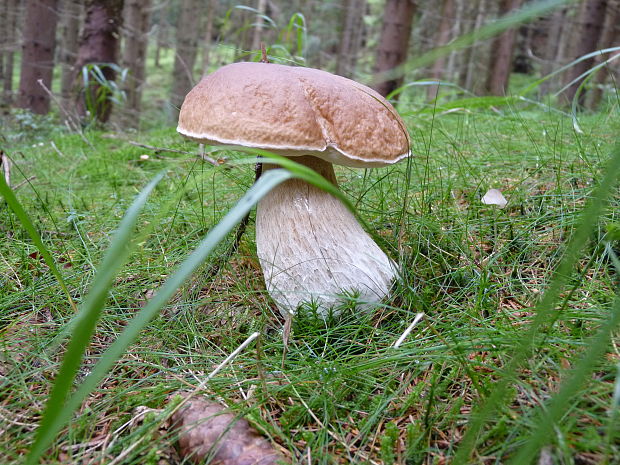 hríb smrekový Boletus edulis Bull.