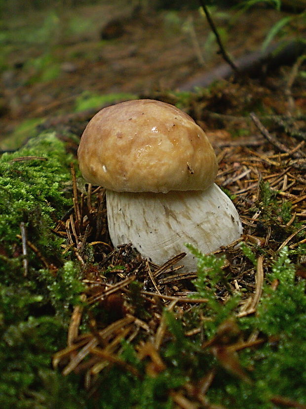 hríb smrekový Boletus edulis Bull.