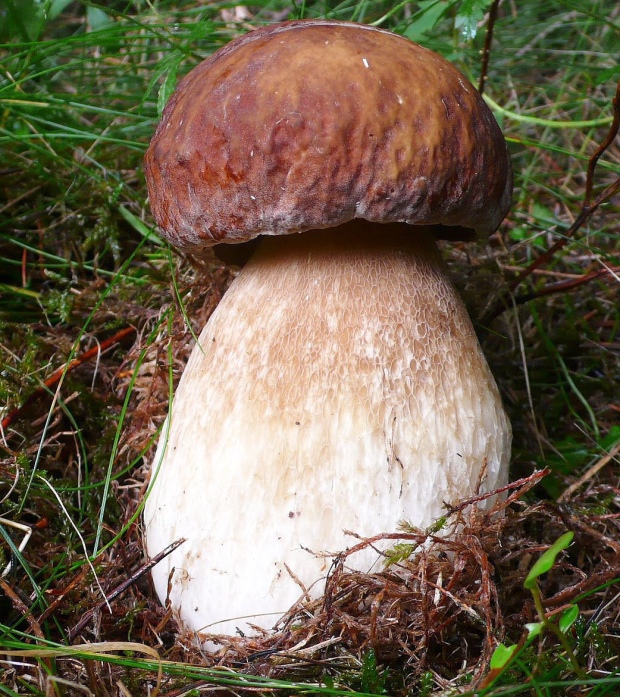 hríb dubový Boletus reticulatus Schaeff.