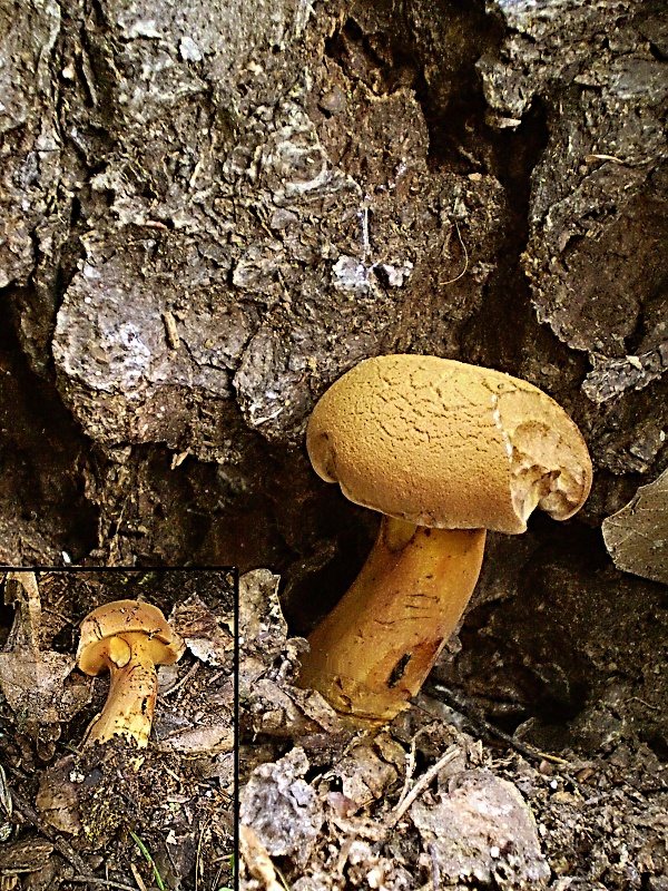 žltavec drevový Buchwaldoboletus lignicola (Kallenb.) Pilát