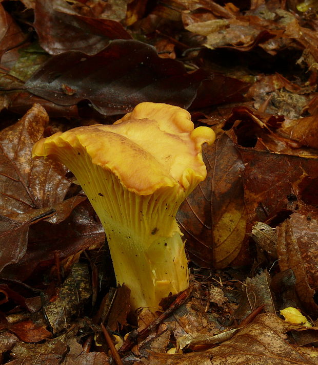 kuriatko jedlé Cantharellus cibarius Fr.