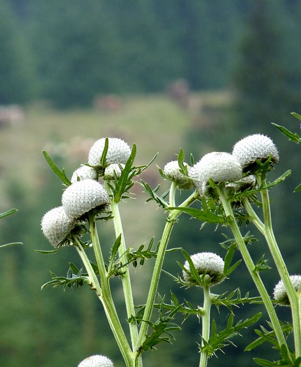 pichliač bielohlavý Cirsium eriophorum (L.) Scop.