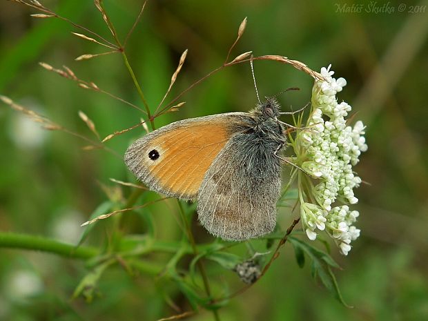 očkáň pohánkový Coenonympha pamphilus