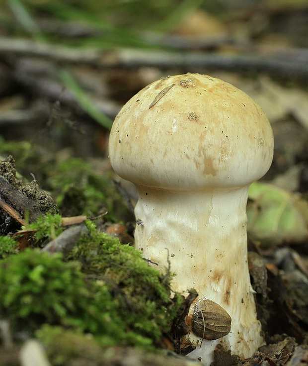 pavučinovec Cortinarius sp.