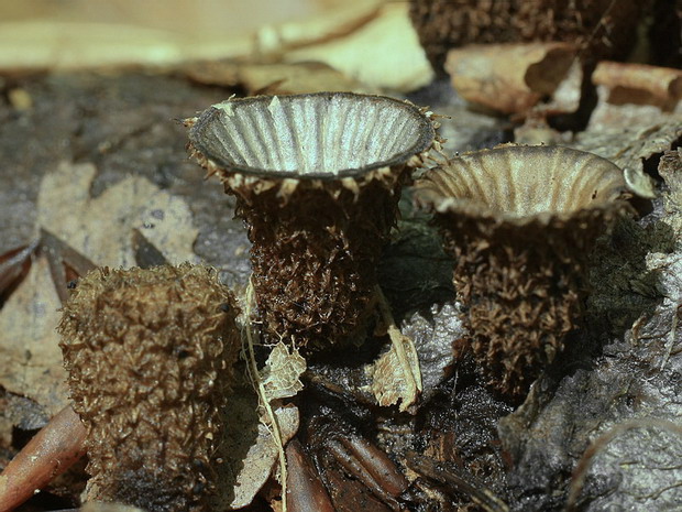 čiaškovec pásikavý Cyathus striatus (Huds.) Willd.