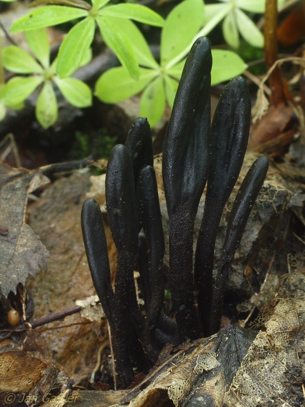 jazýček Geoglossum cookeanum Nannf.