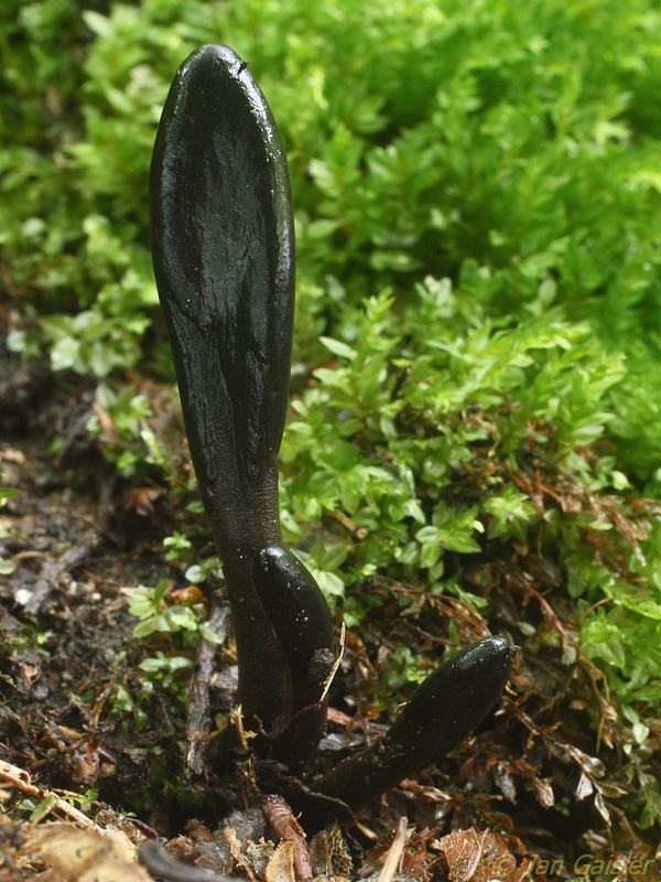 jazýček Geoglossum cookeanum Nannf.