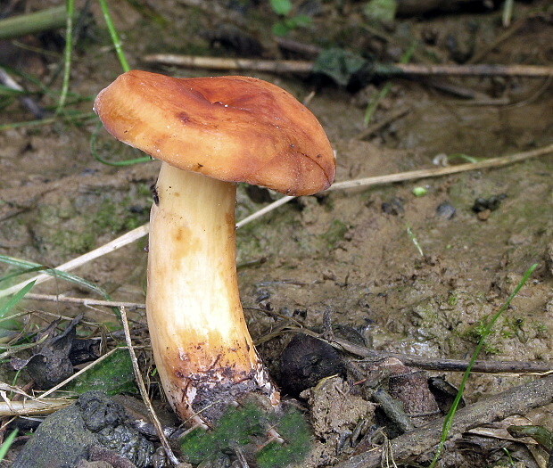 rýdzik surovičkový Lactifluus volemus (Fr.) Kuntze