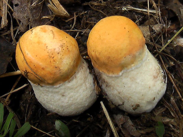 kozák osikový Leccinum albostipitatum den Bakker & Noordel.