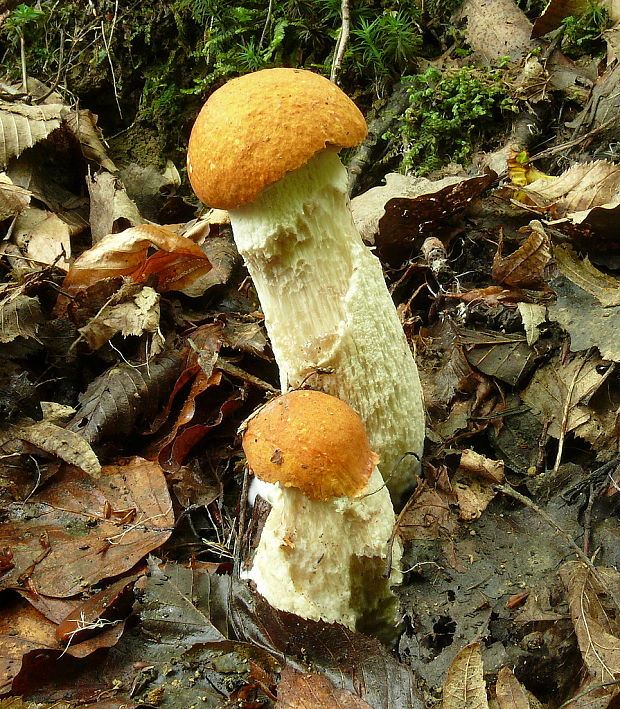 kozák osikový Leccinum albostipitatum den Bakker & Noordel.